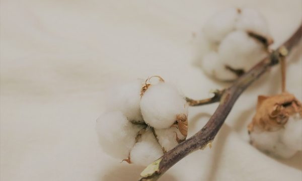綿花の画像