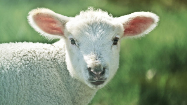 羊の画像